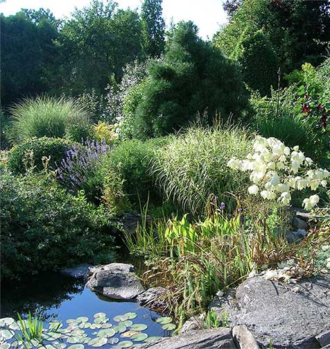 Beautiful garden featuring a naturalistic pond.