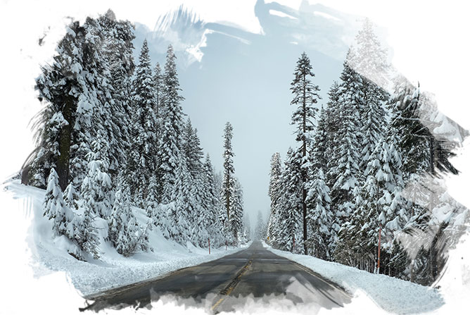 Snow-covered pines grow tall along a clear stretch of paved road tha fades into the distance.