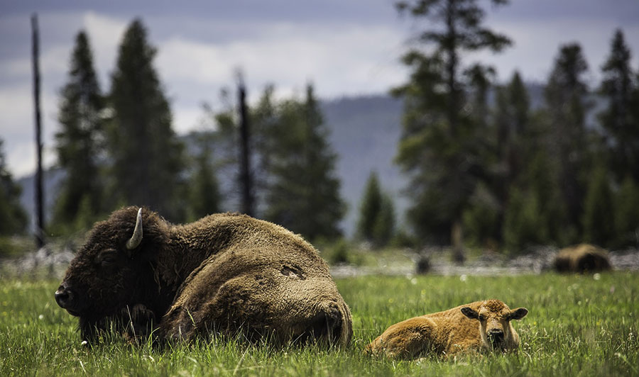  female bison and her calf in Banff national park